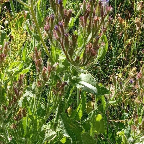 Anchusa azurea Habit