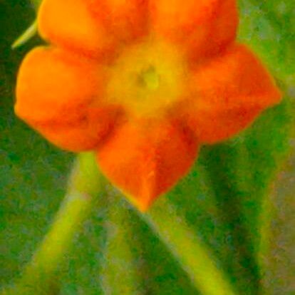 Mussaenda frondosa 花