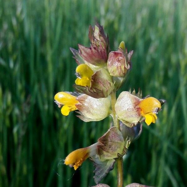 Rhinanthus minor Flower