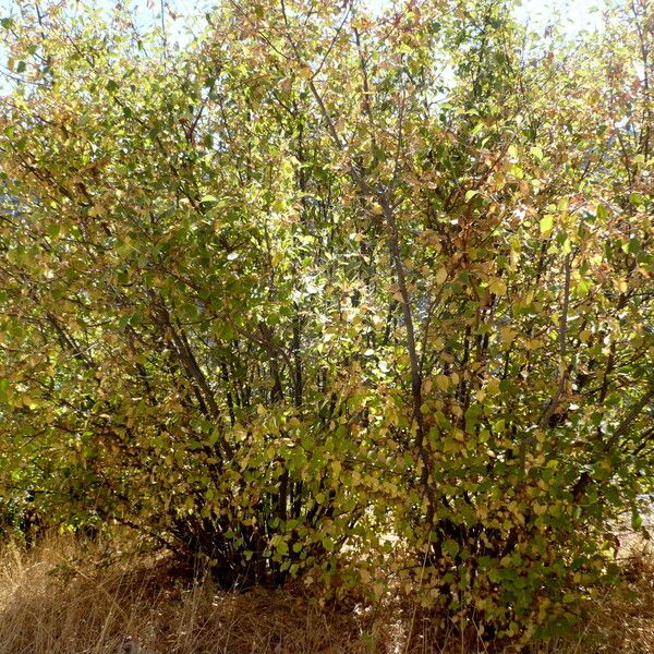 Styrax officinalis Leaf