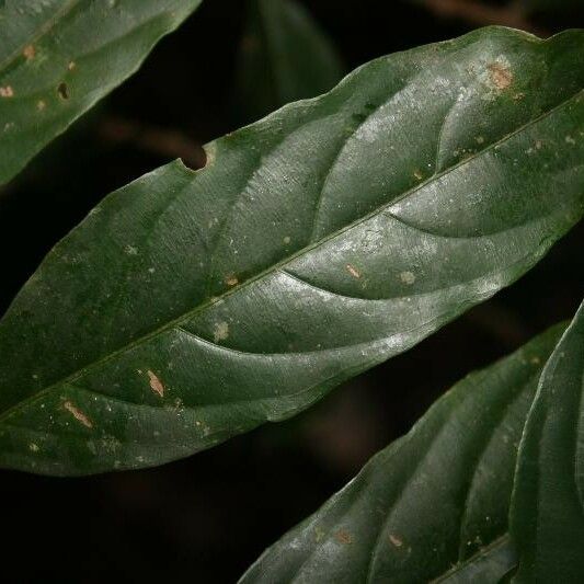 Ryania speciosa Leaf