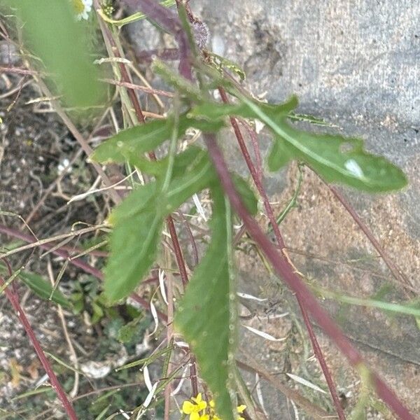 Sisymbrium loeselii Blatt