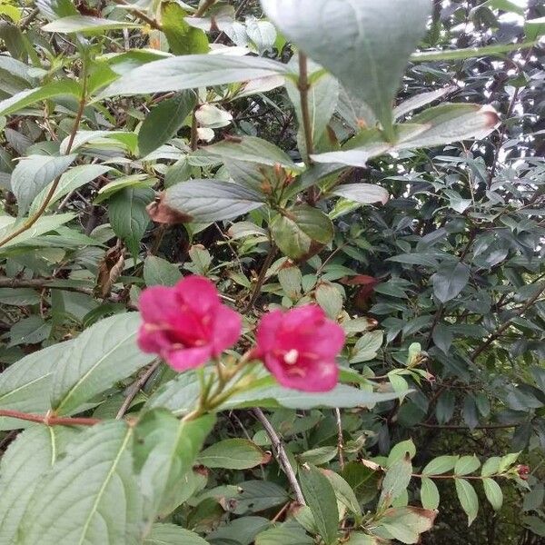 Weigela florida Blomst