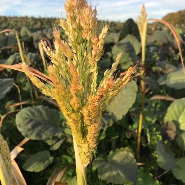 Sorghum bicolor Blatt