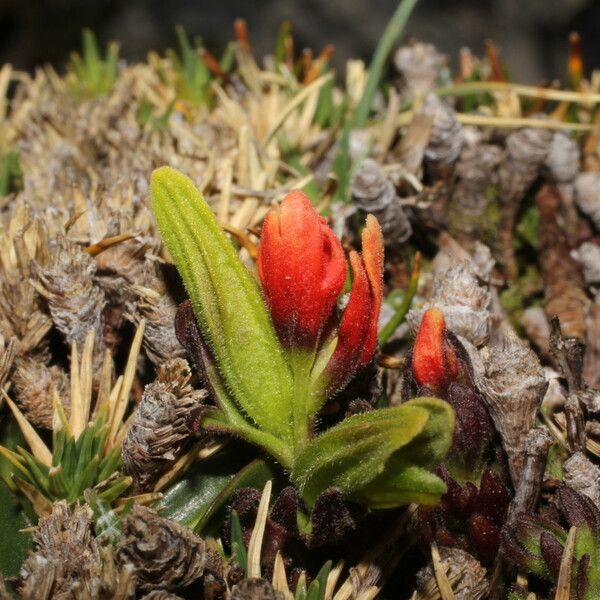 Castilleja pumila Övriga