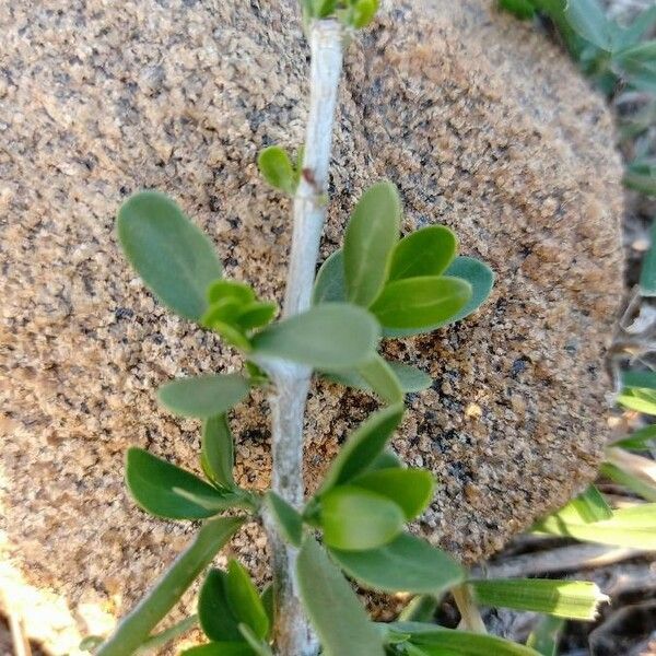 Pyrostria phyllanthoidea Leaf