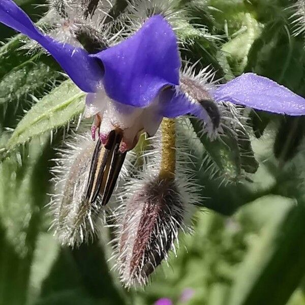 Borago officinalis ফুল