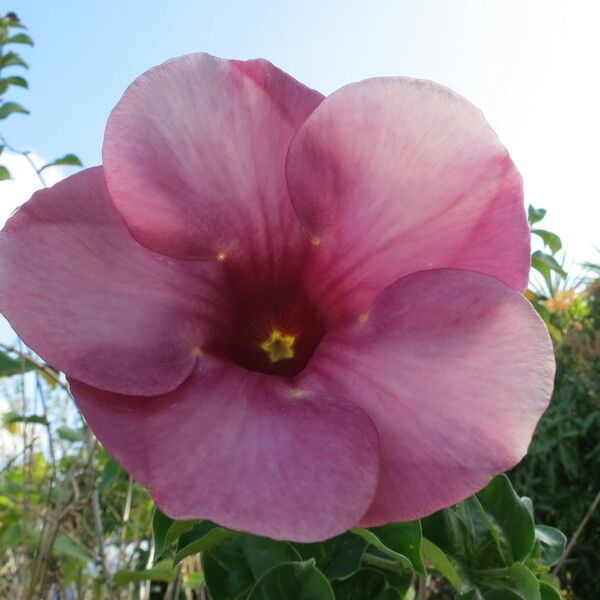 Allamanda blanchetii Fleur