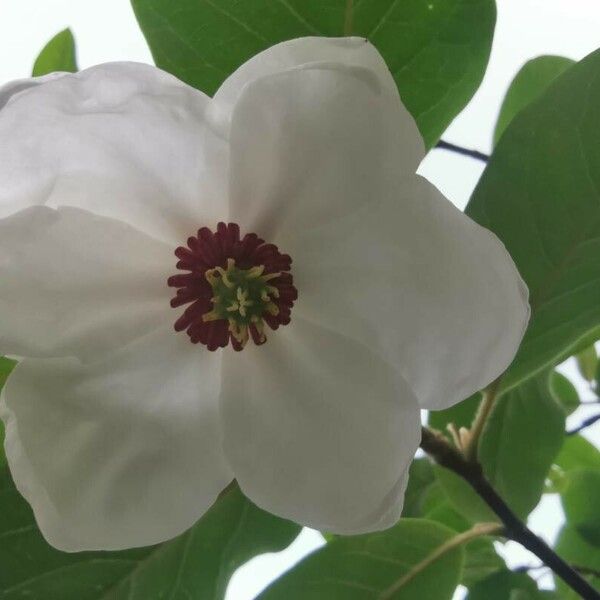 Magnolia wilsonii Flower