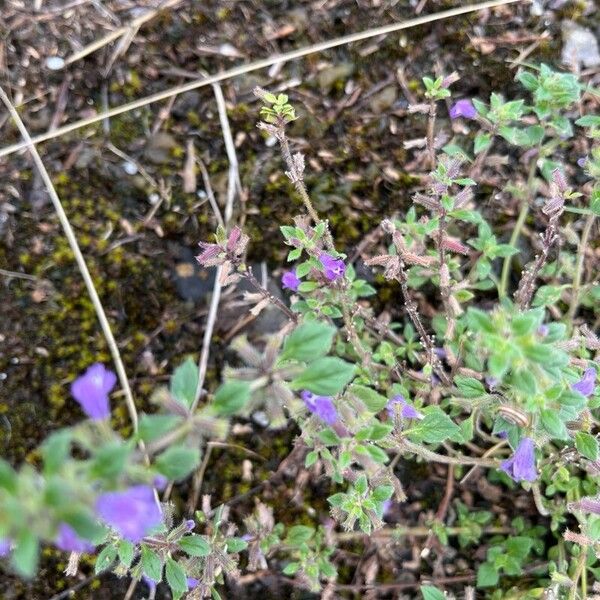 Clinopodium acinos Leht