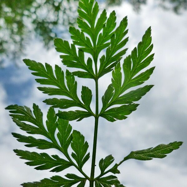 Torilis japonica Lehti