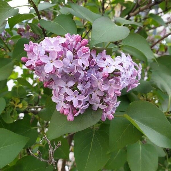 Syringa vulgaris Flor