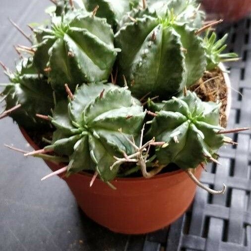 Euphorbia pulvinata Blad