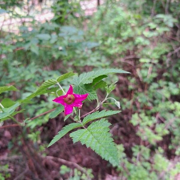 Rubus spectabilis Kvet