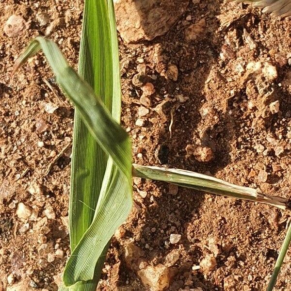 Eragrostis superba পাতা