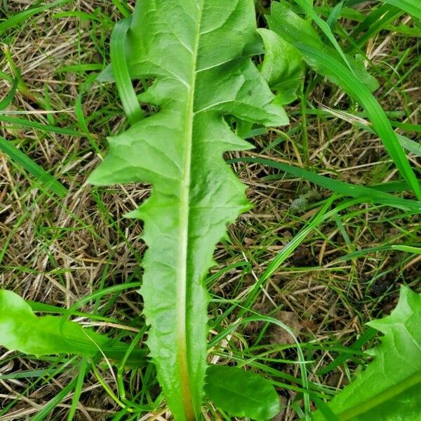 Taraxacum sect. Taraxacum पत्ता