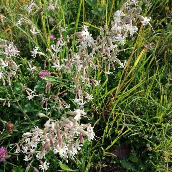 Silene italica Blomma