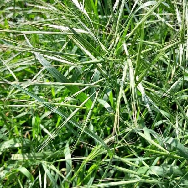 Bromus sterilis Fleur