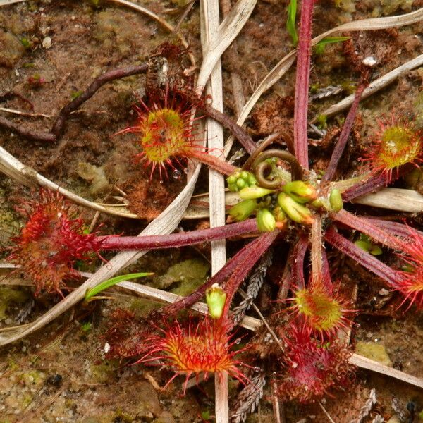 Drosera rotundifolia Rinde