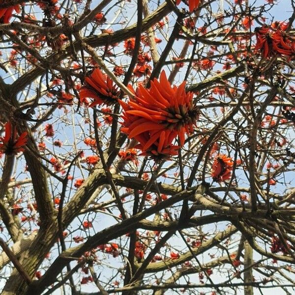 Erythrina lysistemon Kvet