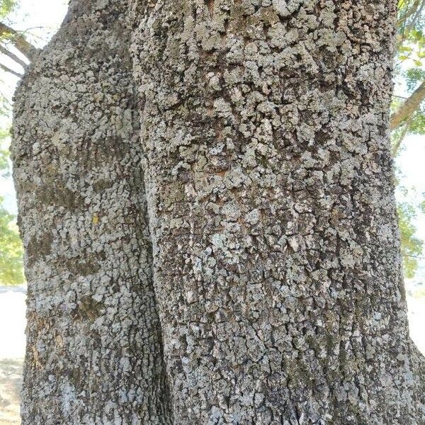 Fraxinus angustifolia Bark