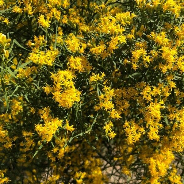 Gutierrezia sarothrae Flower