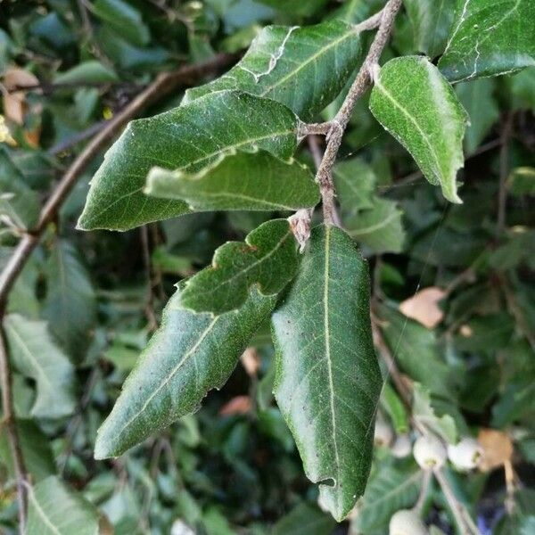 Quercus ilex Лист