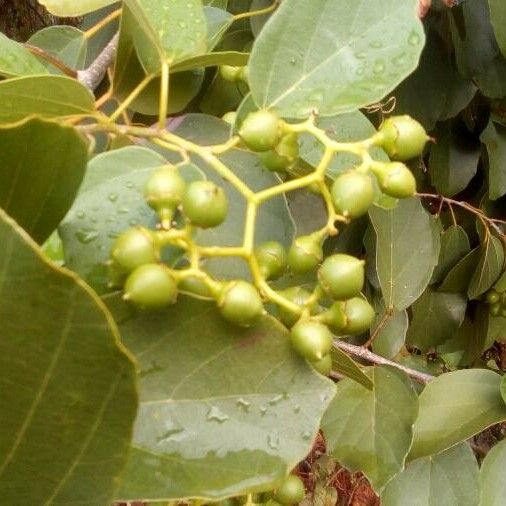 Premna serratifolia Gyümölcs