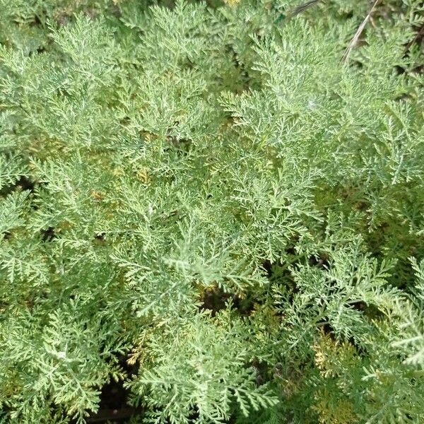 Artemisia pontica Φύλλο