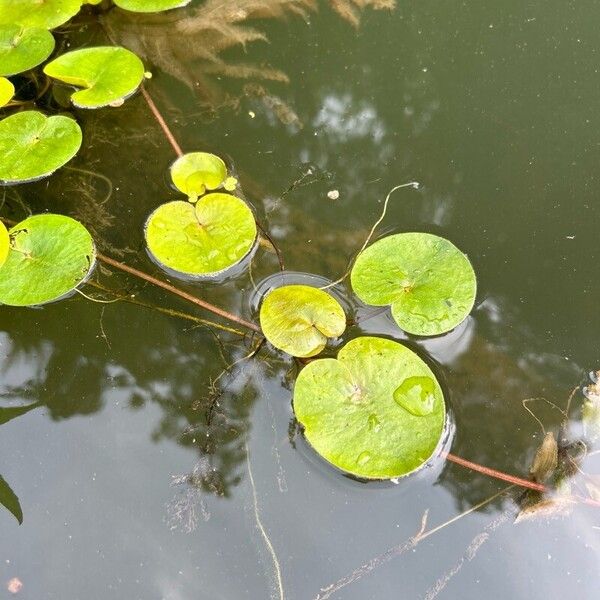 Hydrocharis morsus-ranae Frunză