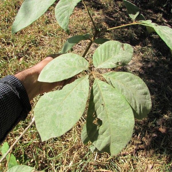 Vitex megapotamica Folio