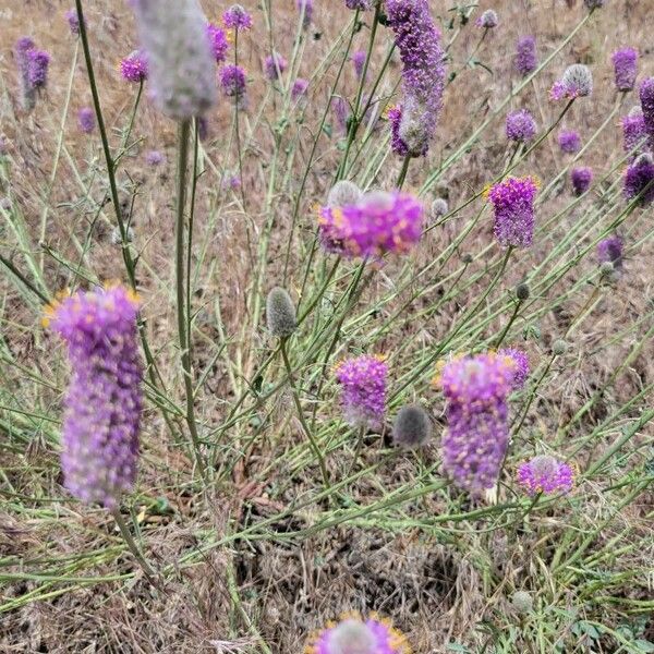 Dalea purpurea Blodyn