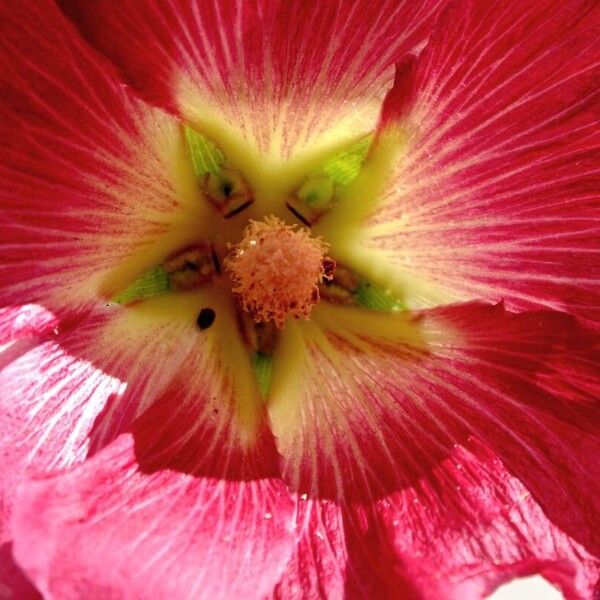 Alcea setosa Other