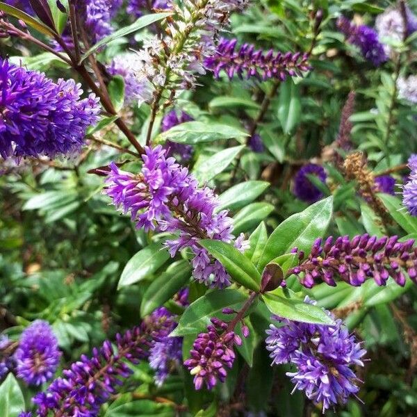 Hebe salicifolia Blüte