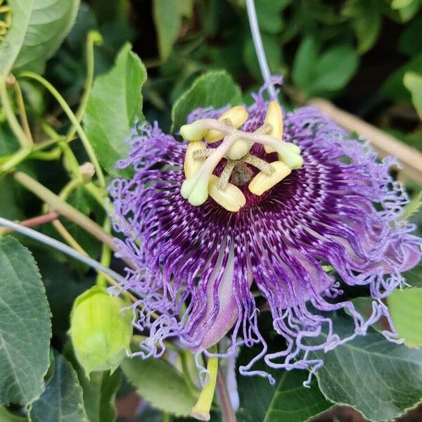 Passiflora incarnata 花