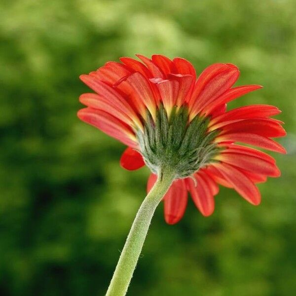 Gerbera jamesonii Lorea