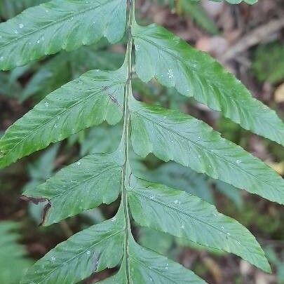 Diplazium cristatum Leaf