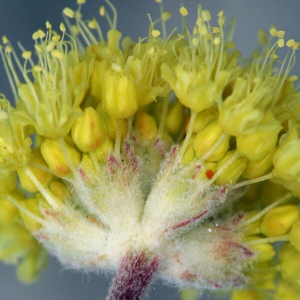 Eriogonum ovalifolium Kwiat