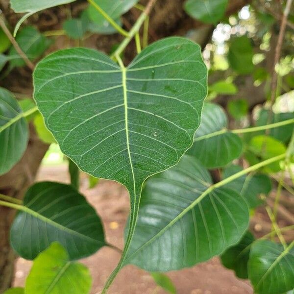 Ficus religiosa Leaf