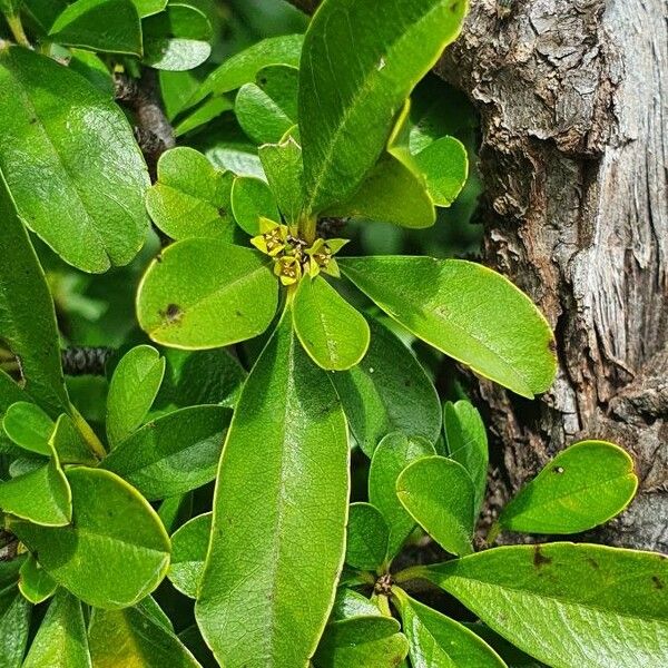 Rhamnus staddo Leaf