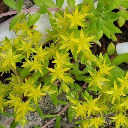 Sedum sarmentosum Flower