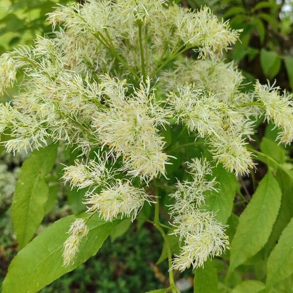 Fraxinus ornus Flower