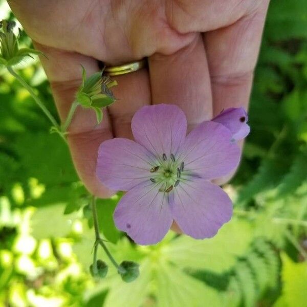 Geranium maculatum Virág