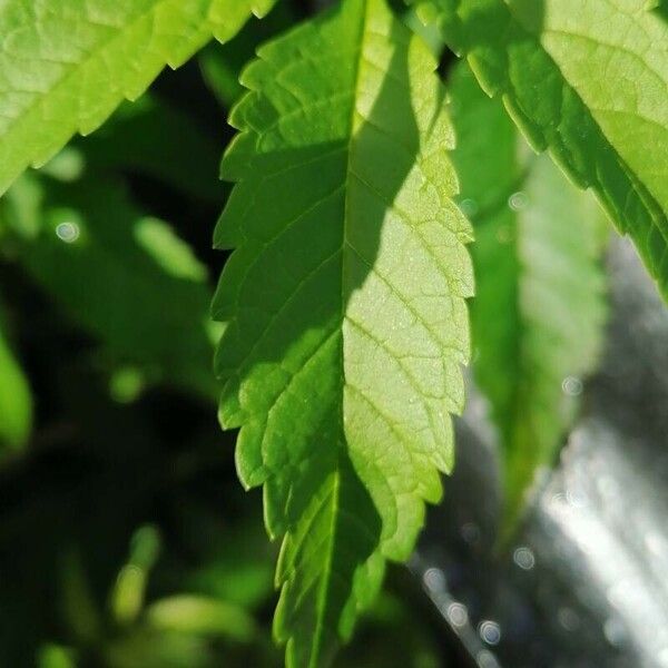 Tecoma stans Leaf