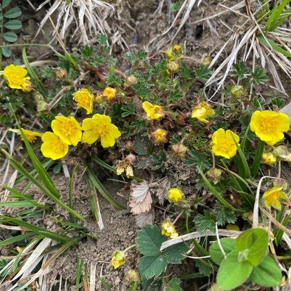 Potentilla pedata Flower