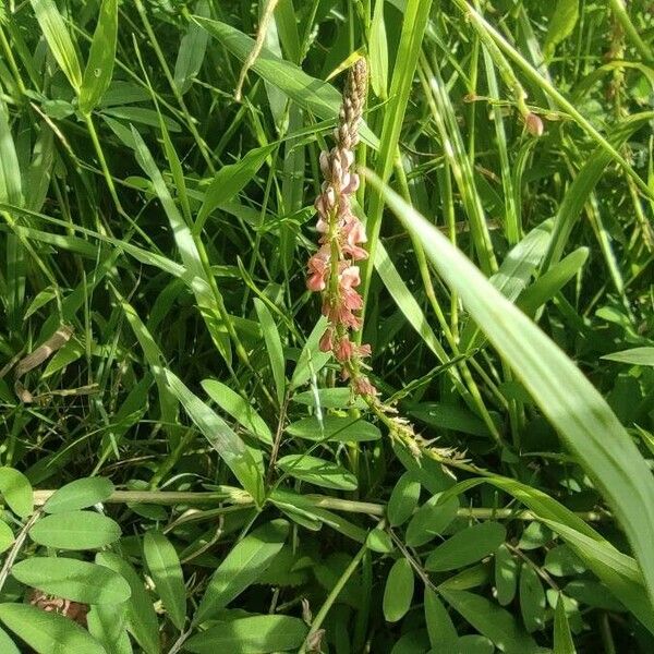 Indigofera spicata Kwiat