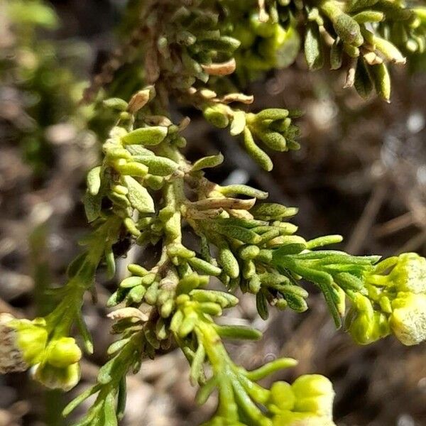 Baccharis boliviensis Ліст