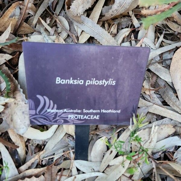 Banksia pilostylis Other