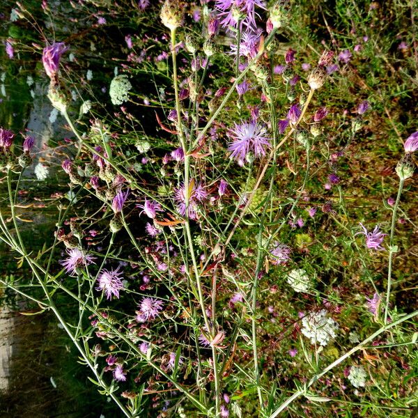 Centaurea stoebe आदत