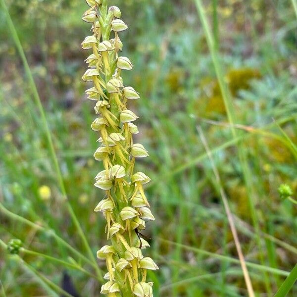 Orchis anthropophora Кветка